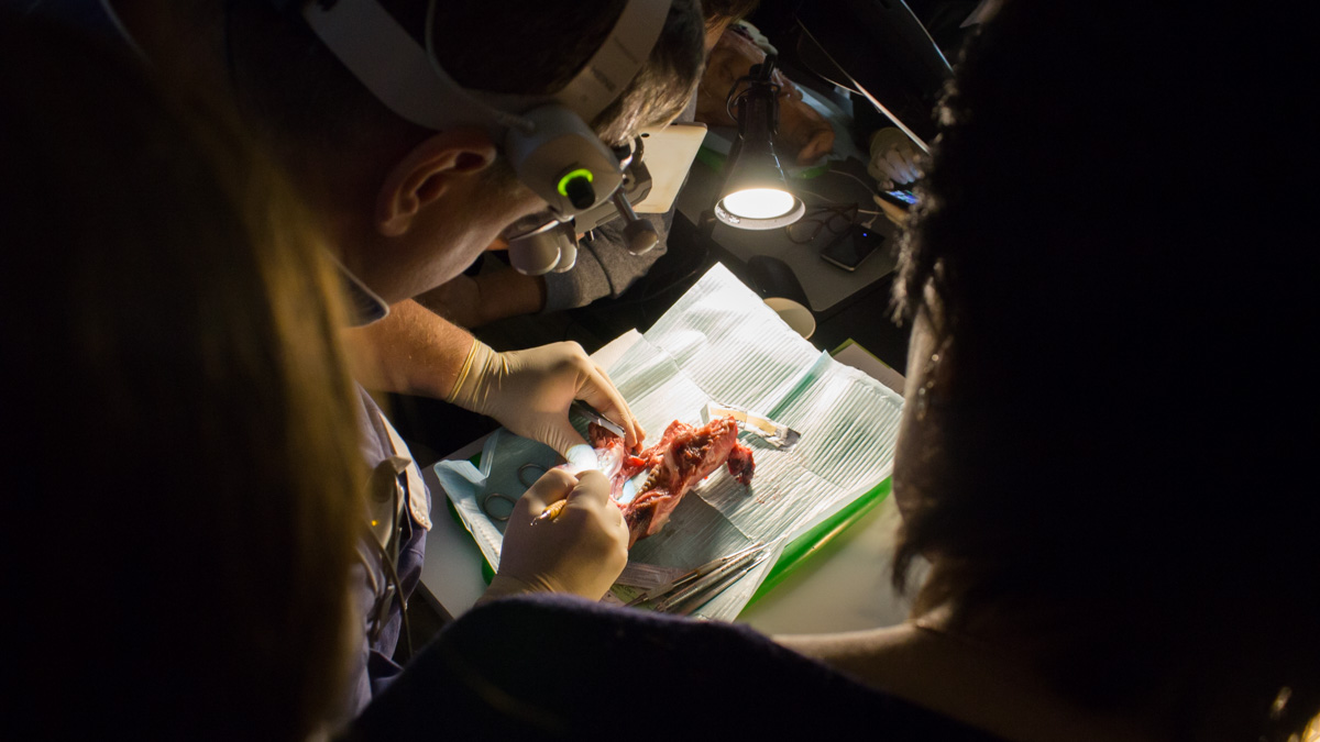 Хирургический курс по пародонтологии