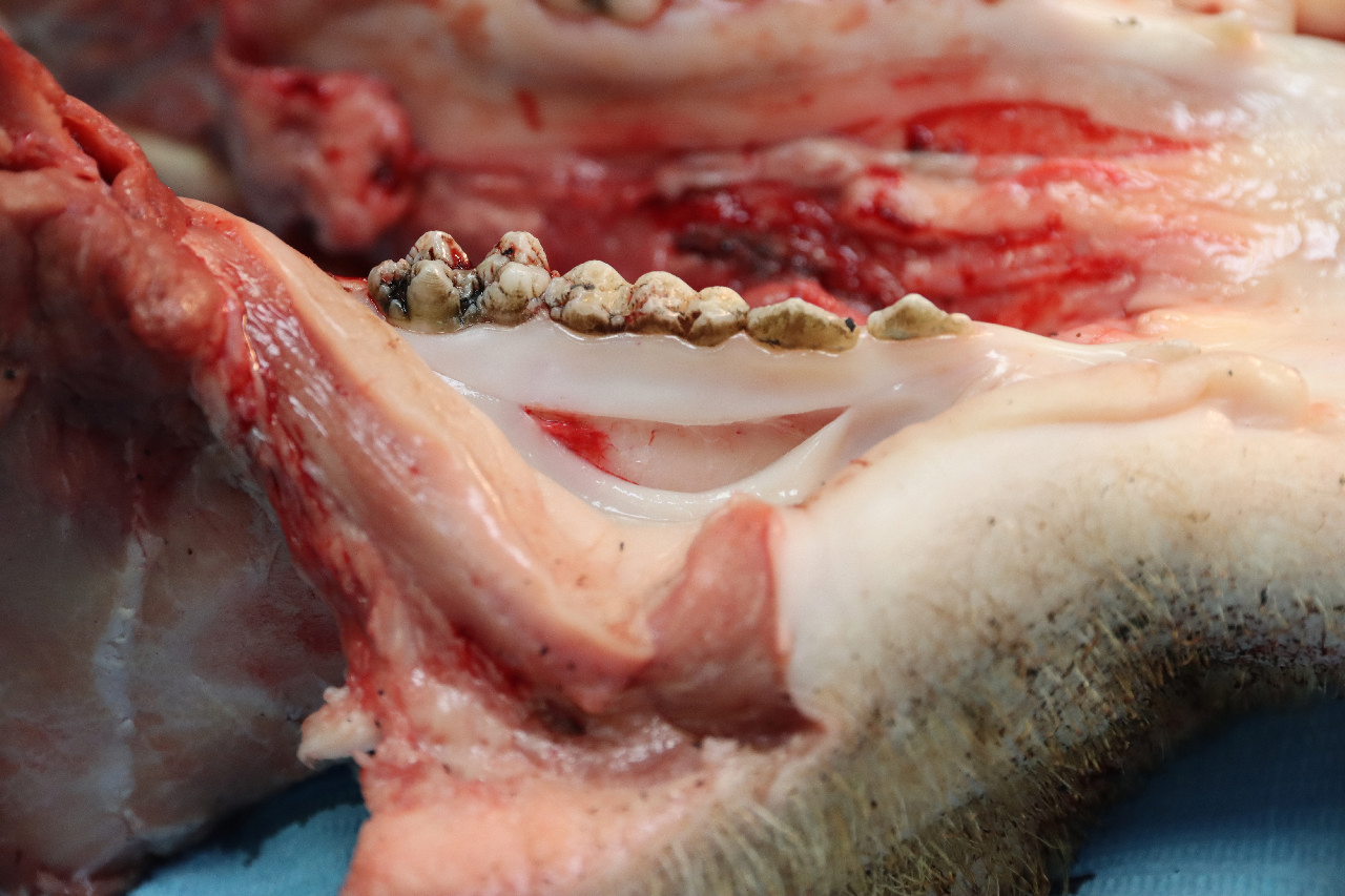 Продвинутый курс по пластике мягких тканей