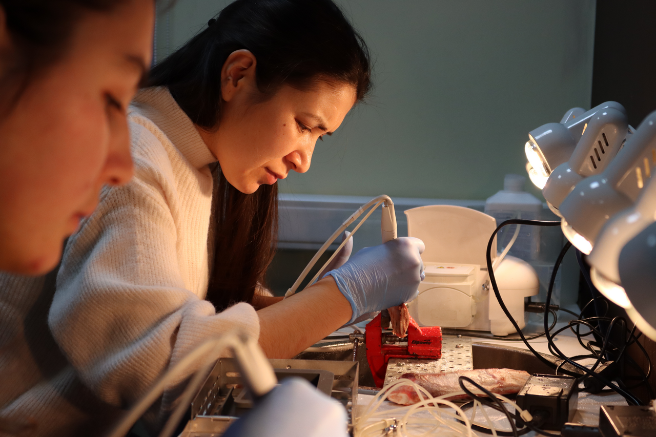 Продвинутый курс по имплантации. Костная пластика