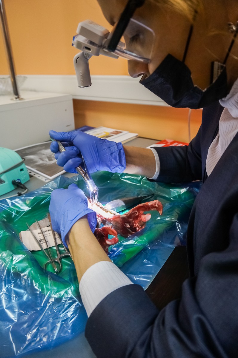 Атравматичное удаление зубов и методики наложения швов. Курс Камиля Наильевича Хабиева, 6 октября