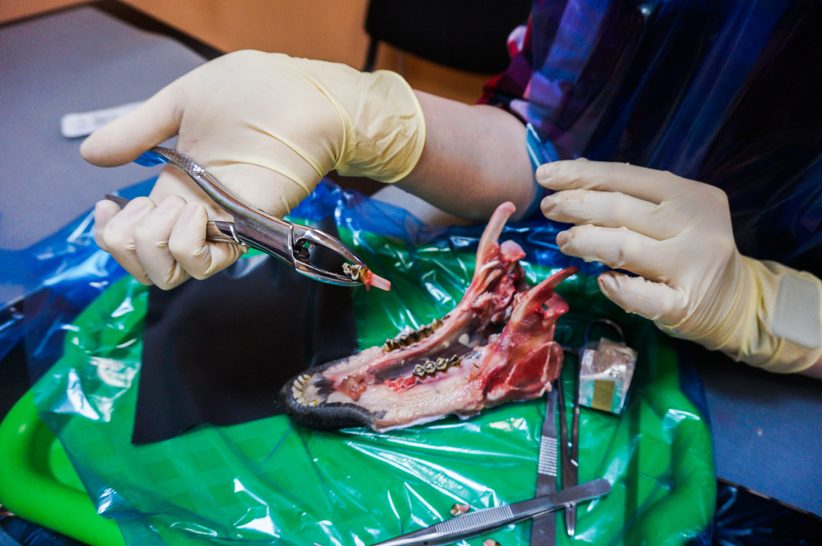 Атравматичное удаление зубов и методики наложения швов. 17 августа 2019г.