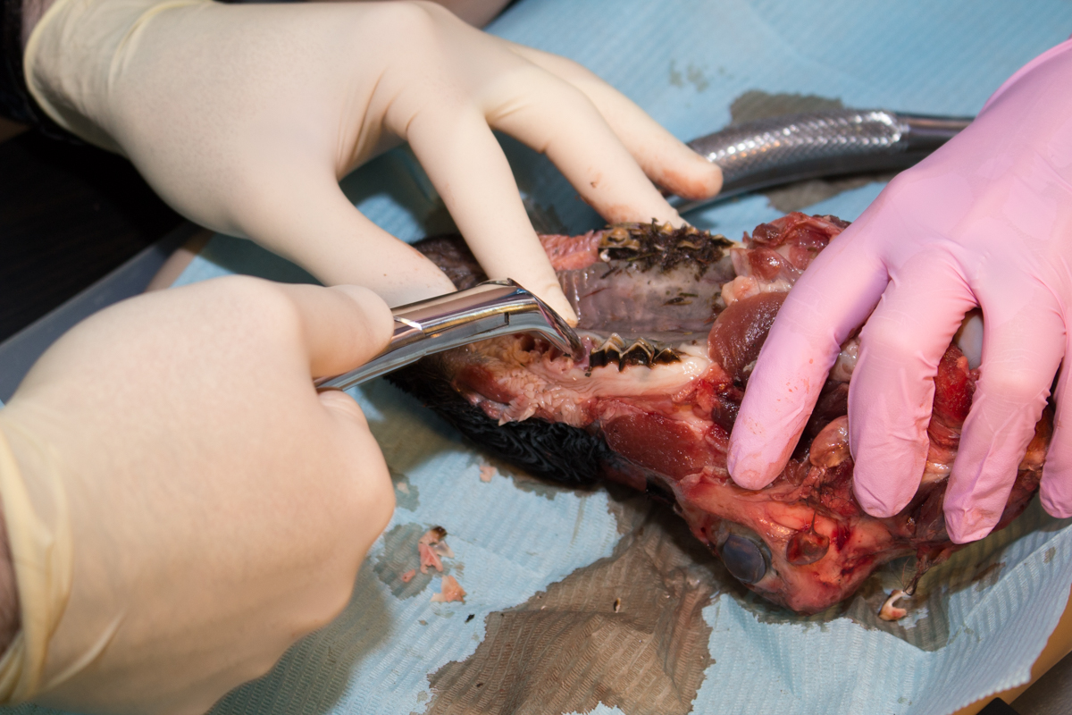 Одномоментная имплантация и немедленная нагрузка. 3 февраля 2020