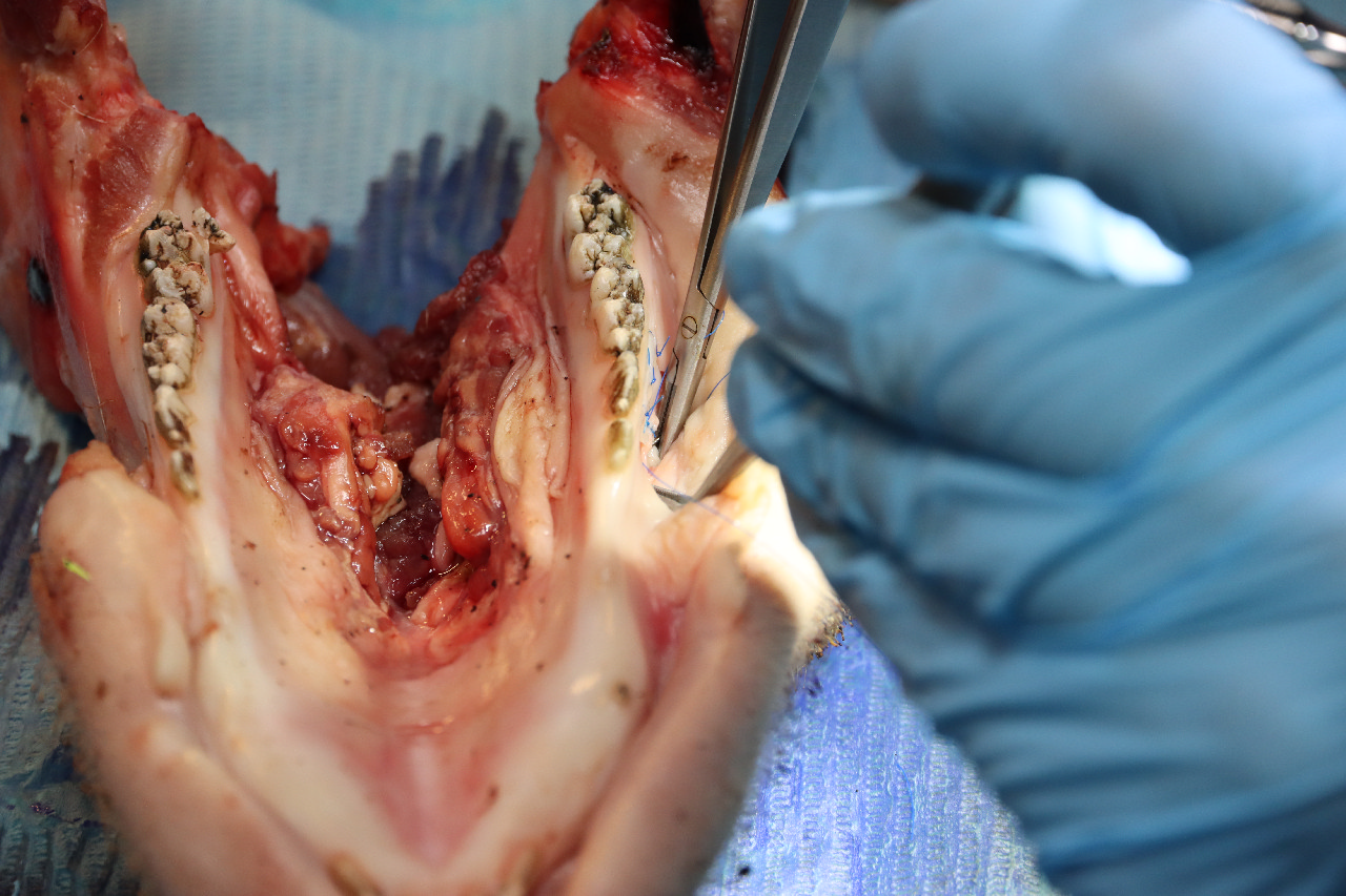 Продвинутый курс по пластике мягких тканей