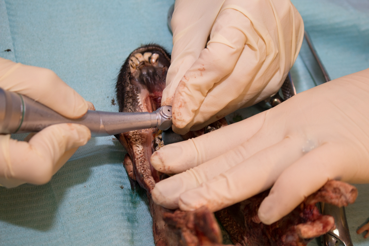 Одномоментная имплантация и немедленная нагрузка. 3 февраля 2020