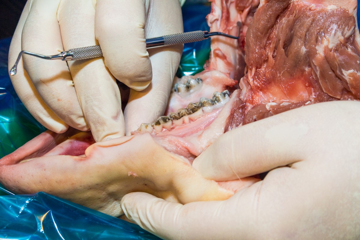 13-14 ноября. Хирургический курс по пародонтологии. Ерохин А.И.