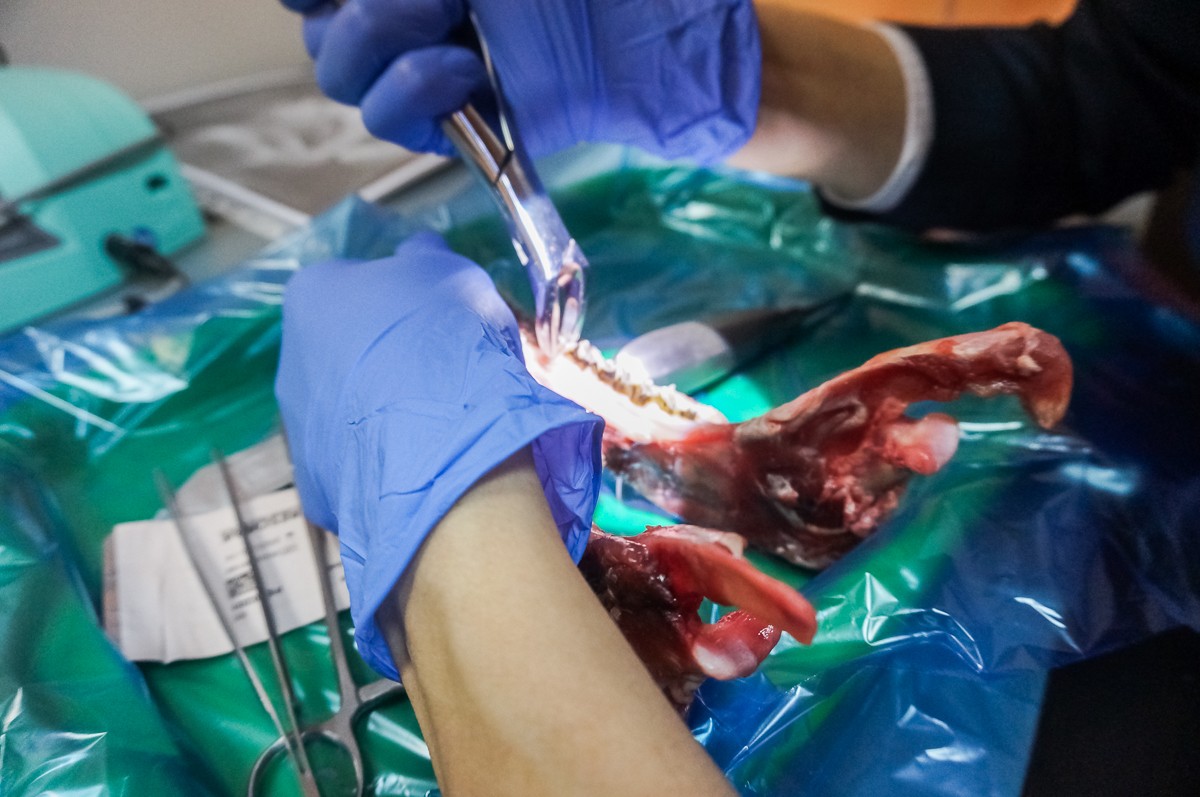 Атравматичное удаление зубов и методики наложения швов. Курс Камиля Наильевича Хабиева, 6 октября