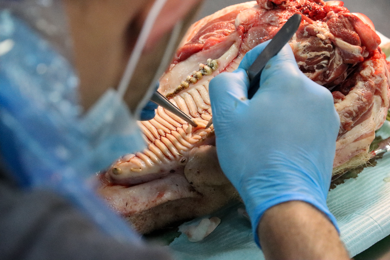 Пластика мягких тканей вокруг имплантатов. Морфологический подход