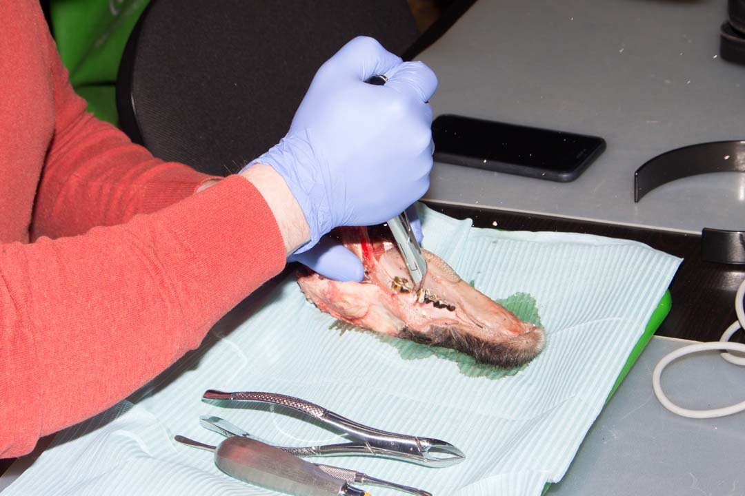 Как спасти имплантат? Стратегия и тактика в лечении периимплантита. Этиопатогенетическая и прогностическая концепции