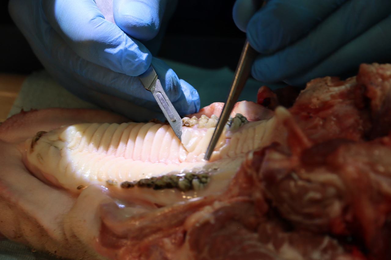 Пластика мягких тканей вокруг имплантатов. Морфологический подход