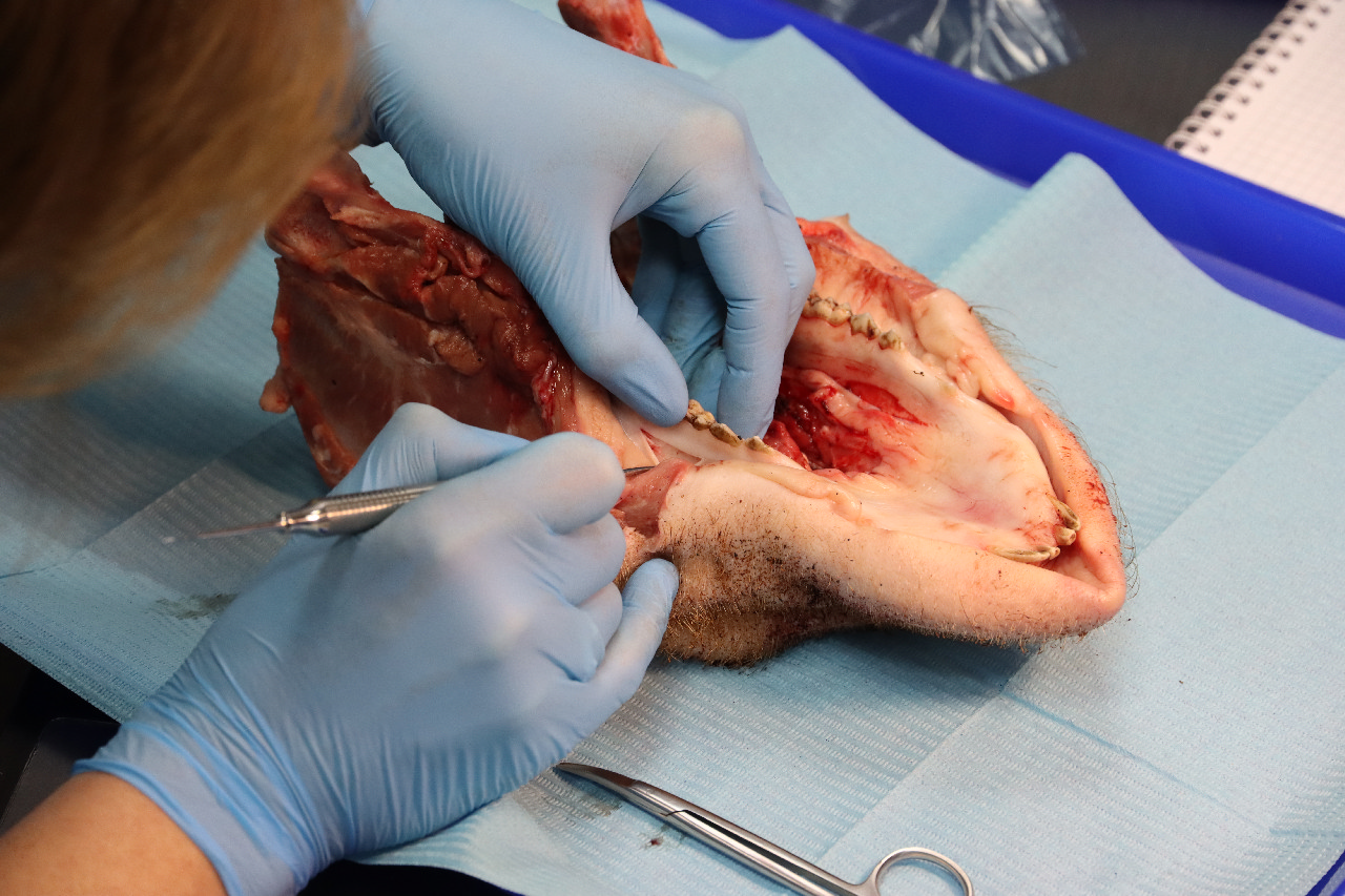 Продвинутый курс по пластике мягких тканей