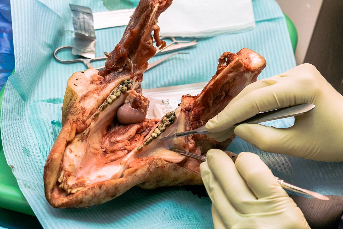 Пластика мягких тканей вокруг имплантатов. Морфологический подход - курс Виталия Панцулаи в УЦ Дентал Гуру.