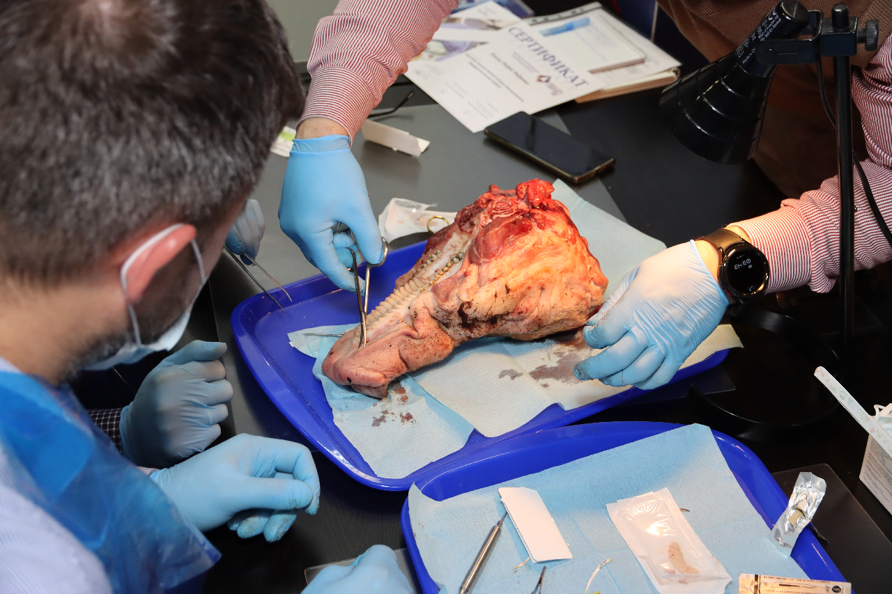 Пластика мягких тканей вокруг имплантатов. Морфологический подход