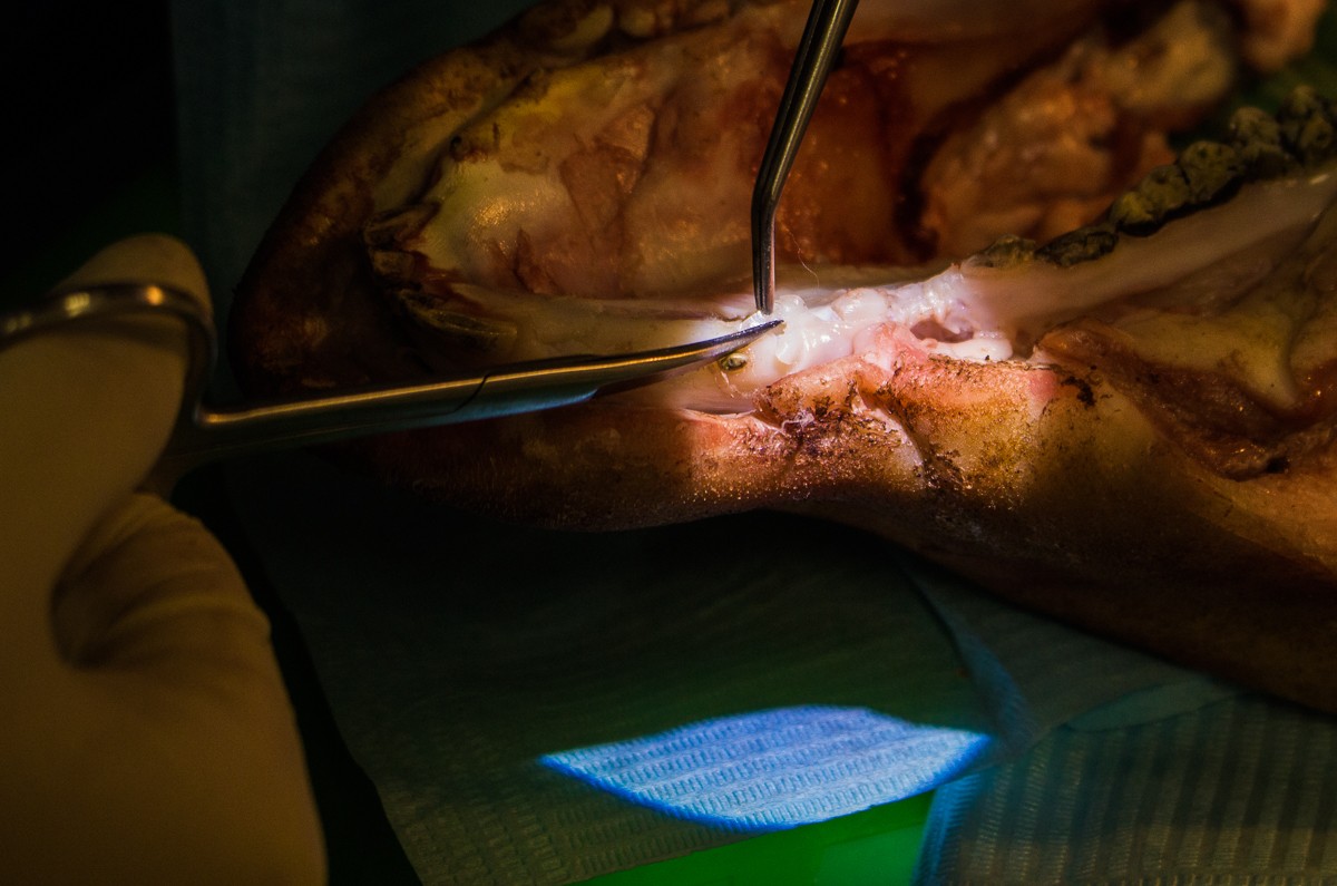 Пластика мягких тканей вокруг имплантатов. Морфологический подход - курс Виталия Панцулаи в УЦ Дентал Гуру.