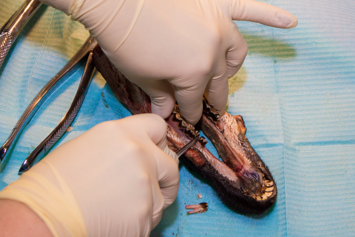 Одномоментная имплантация и немедленная нагрузка. 3 февраля 2020