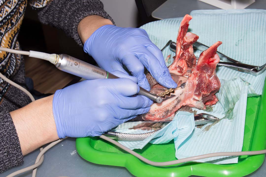 Как спасти имплантат? Стратегия и тактика в лечении периимплантита. Этиопатогенетическая и прогностическая концепции