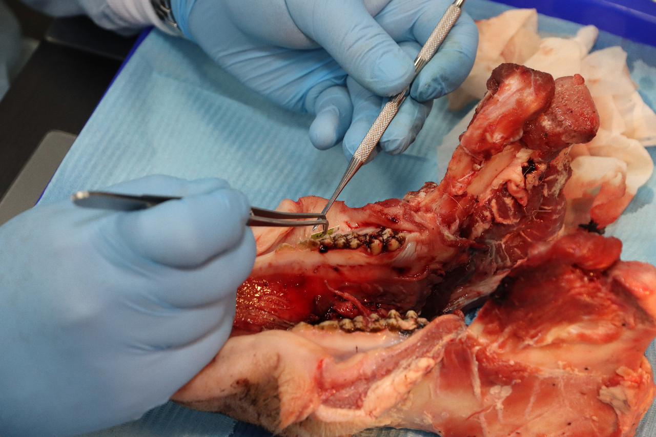 Продвинутый курс по пластике мягких тканей