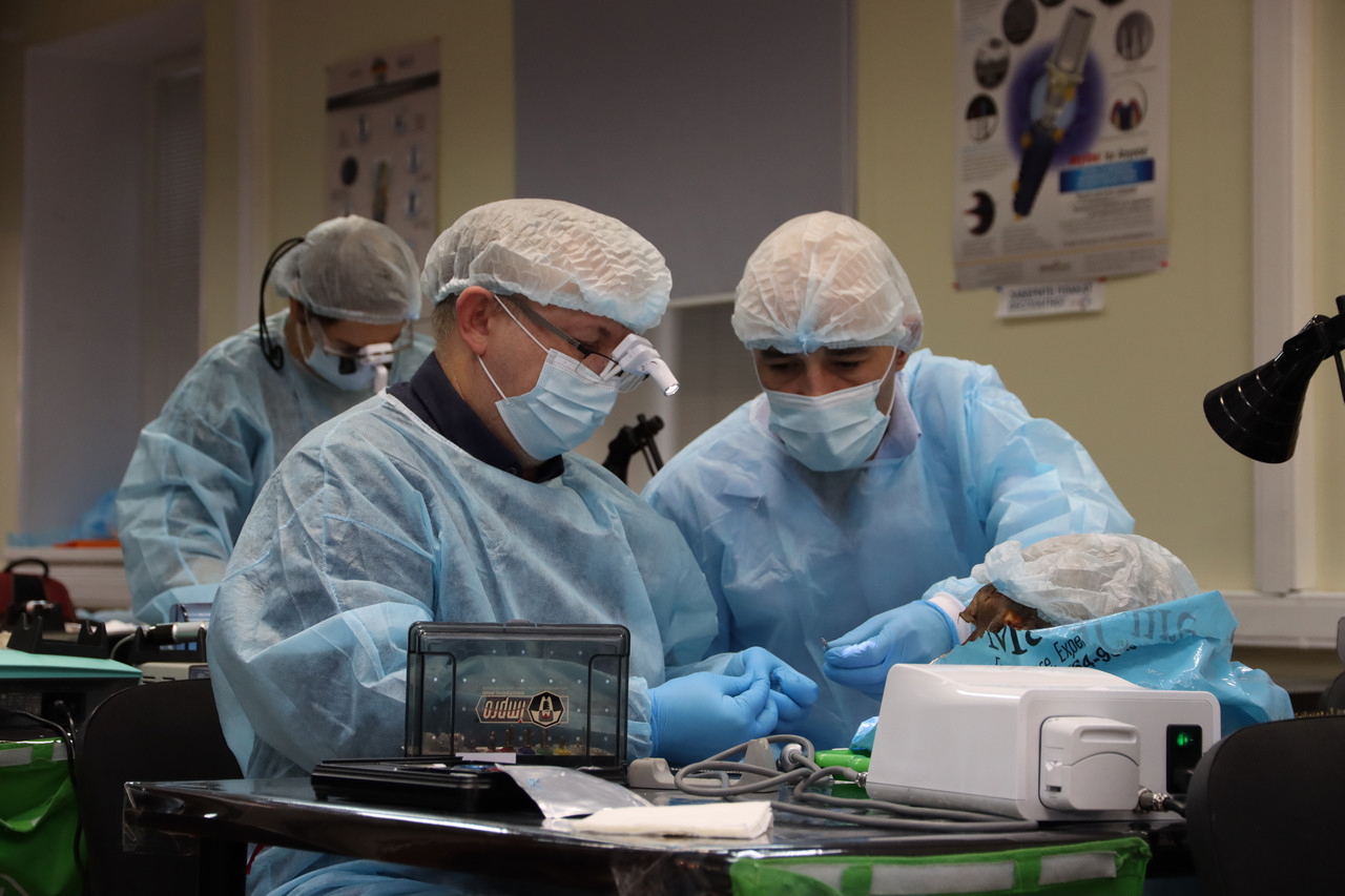 Кадавер-курс Виталия Георгиевича Панцулая 14 ноября