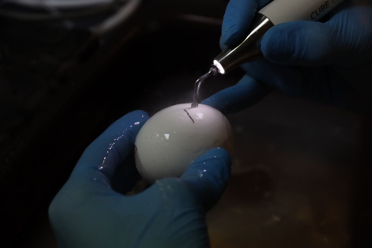 Продвинутый курс по имплантации. Костная пластика