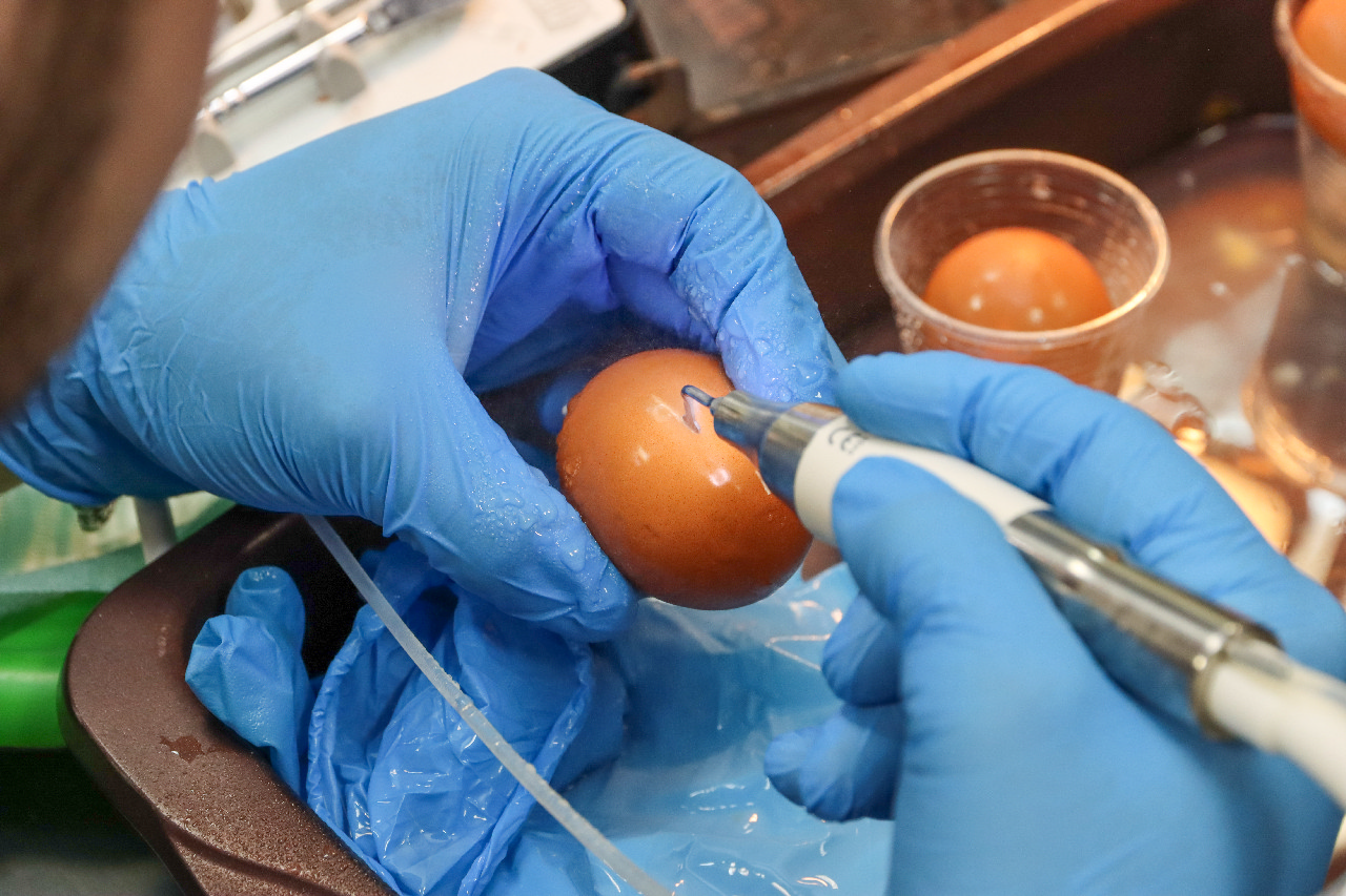 Продвинутый курс по имплантации. Костная пластика и синус-лифтинг