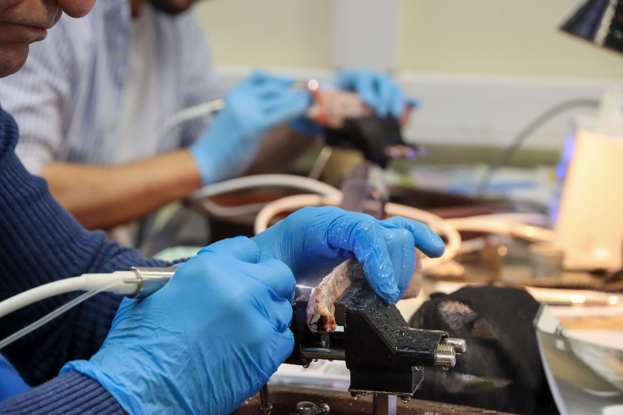 Продвинутый курс по имплантации: костная пластика и синус-лифтинг 13-14 сентября