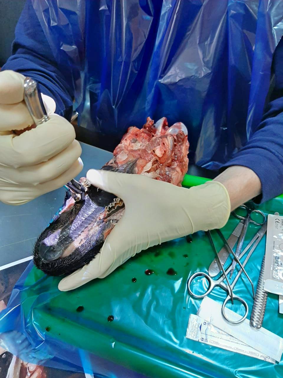 Атравматичное удаление зубов и методики наложения швов. Пост-релиз офлайн курса 23 июня.