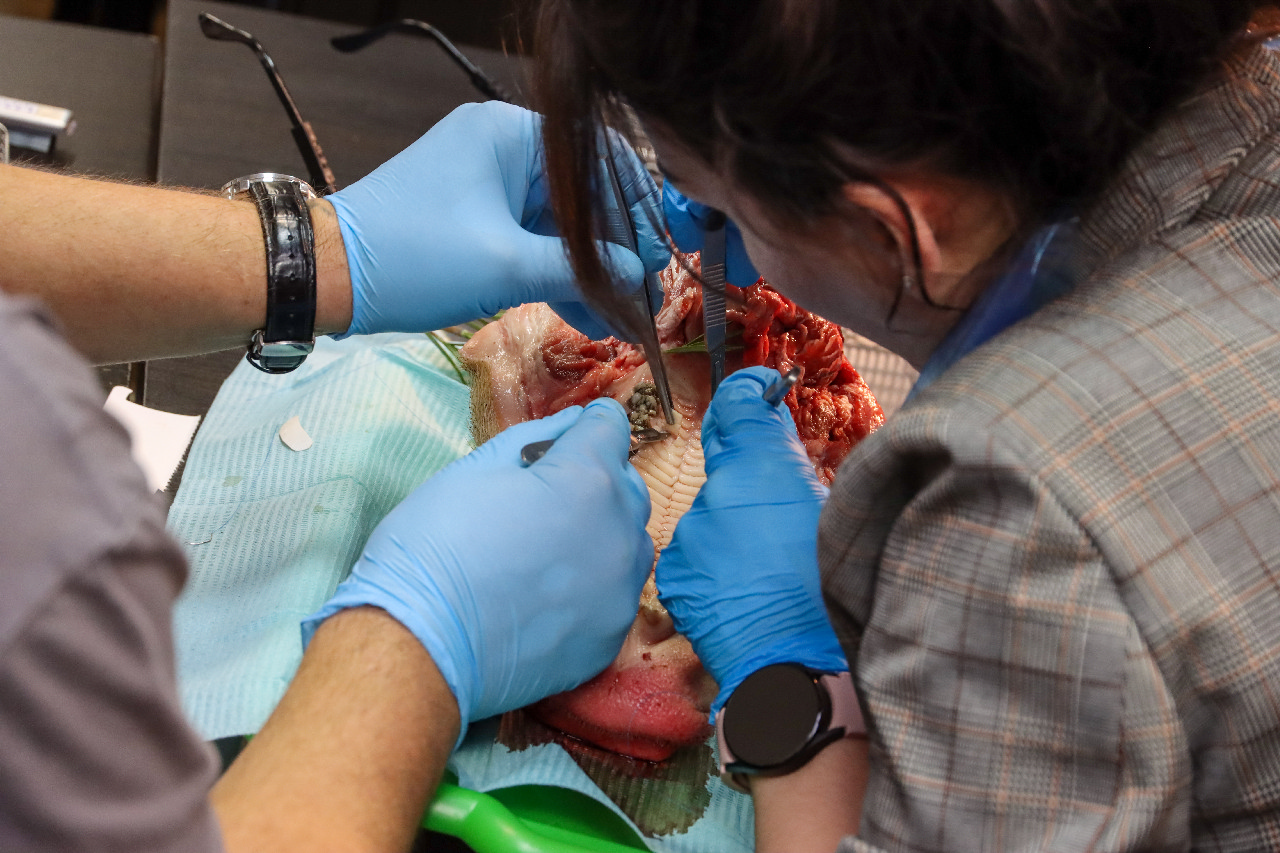 Пластика мягких тканей вокруг имплантатов. Морфологический подход. Пост-релиз 15-16 сентября