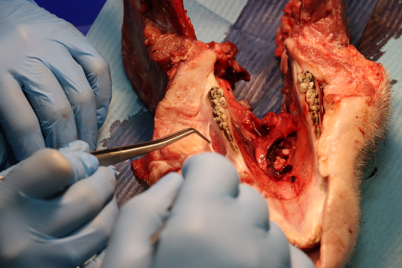 Продвинутый курс по пластике мягких тканей