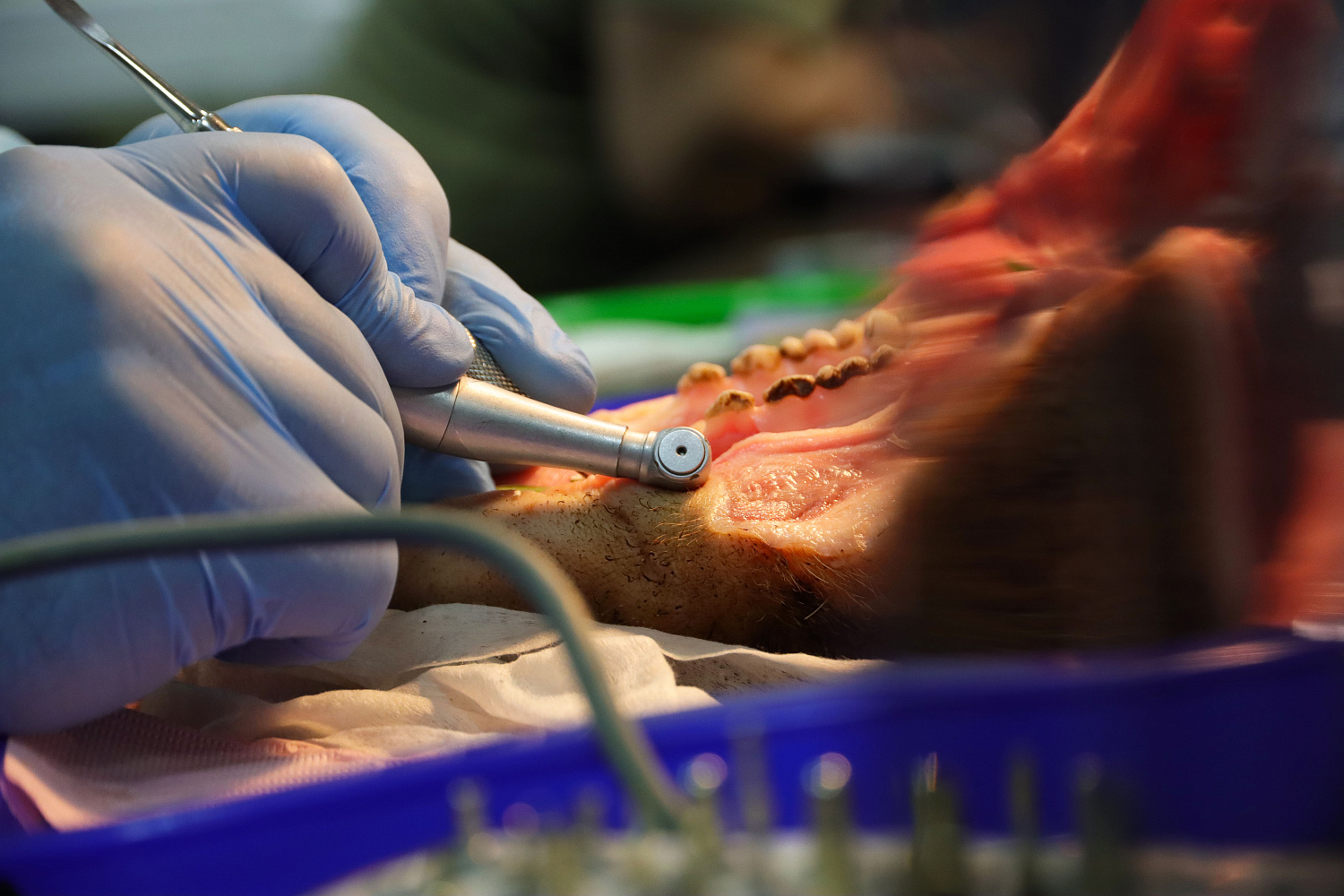 Продвинутый курс по имплантации. Костная пластика и синус-лифтинг