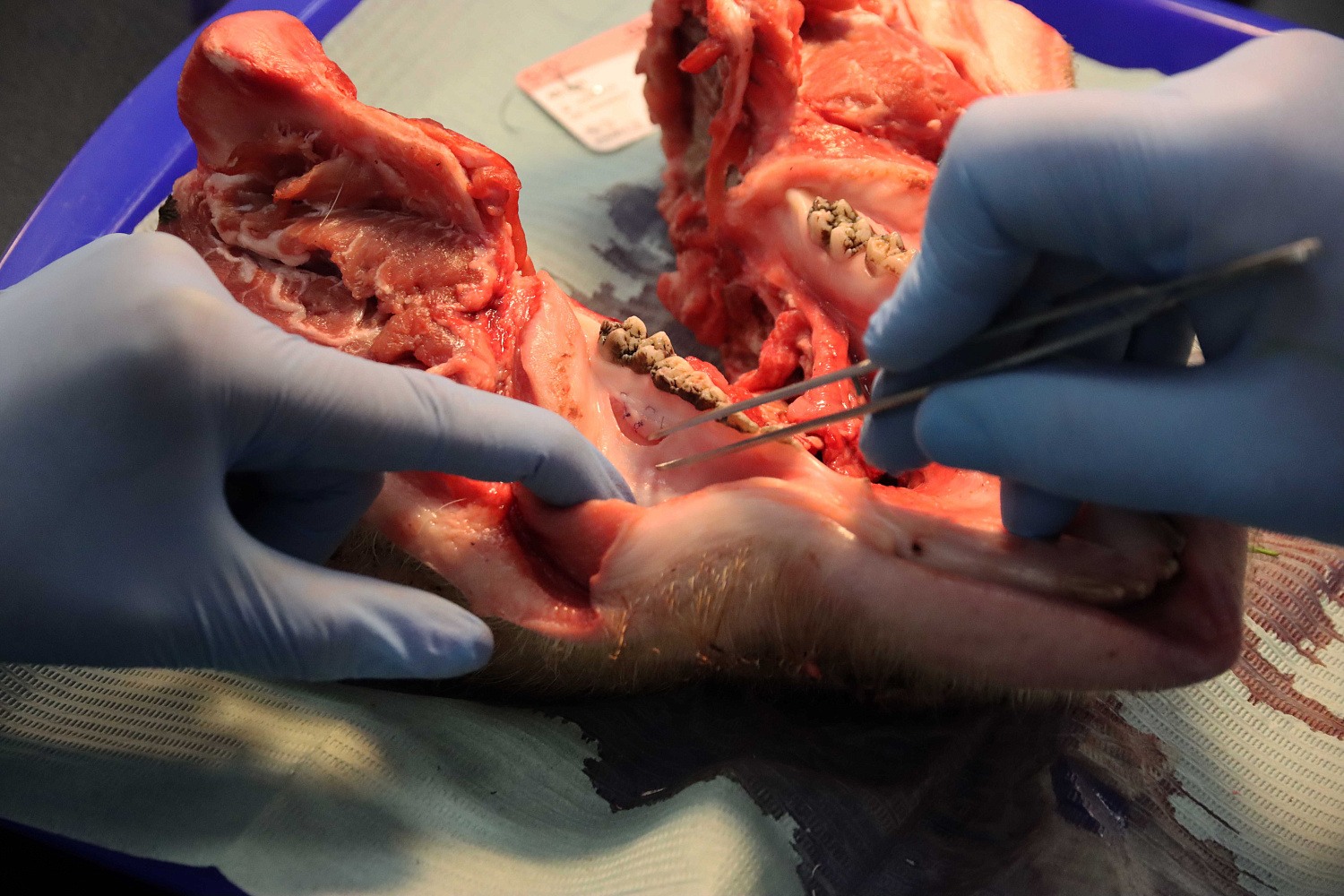 Продвинутый курс по пластике мягких тканей