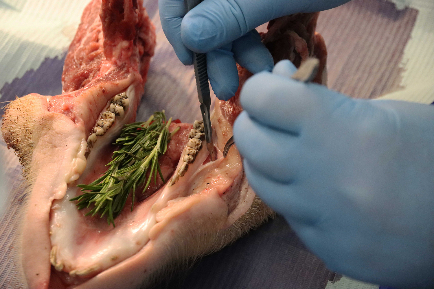 Продвинутый курс по пластике мягких тканей